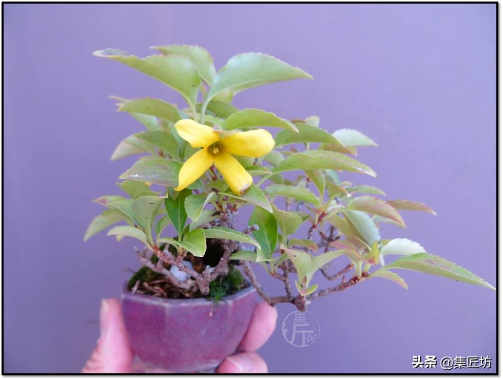 连翘盆景的养护,连翘迎春花盆景养殖方法