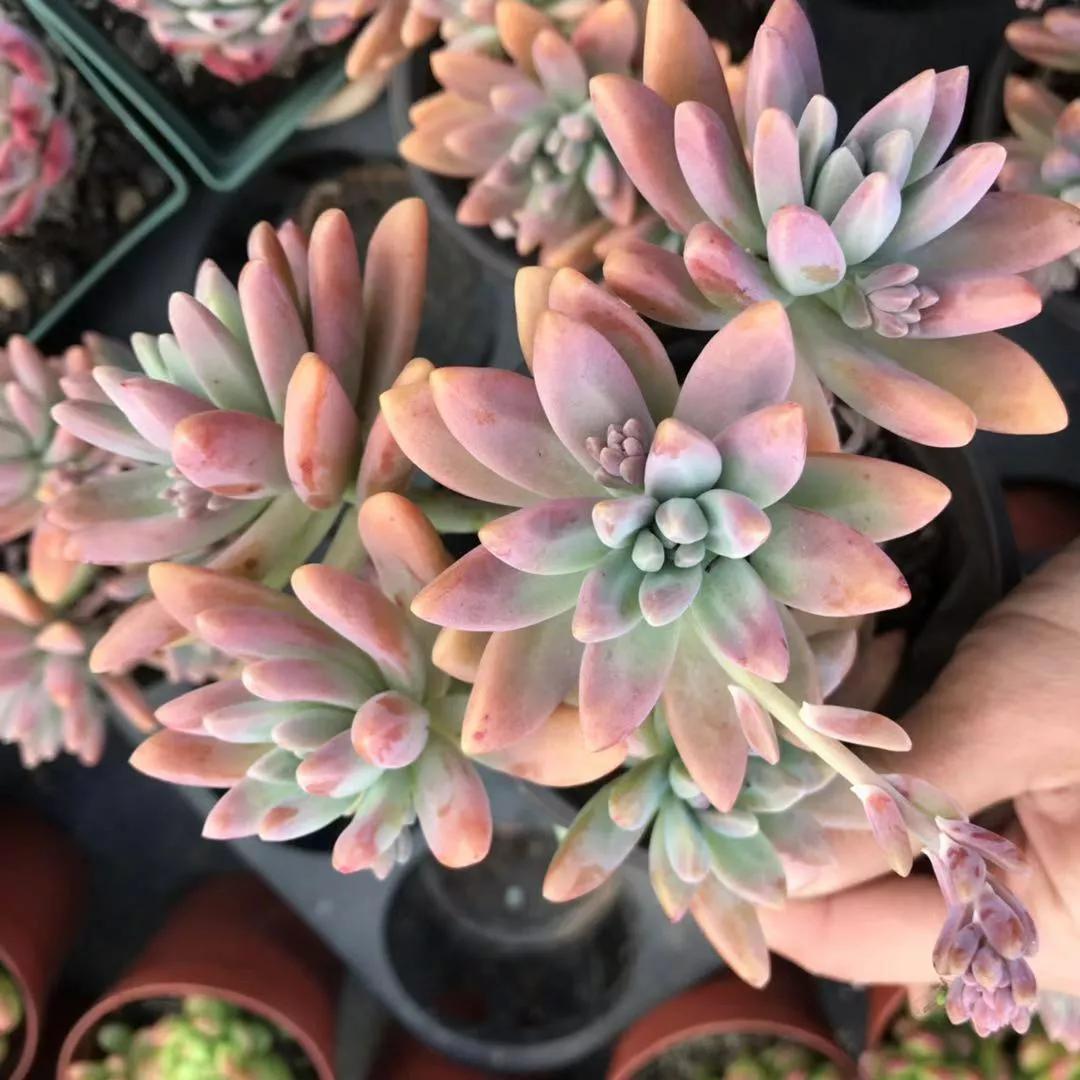 养越久越值钱的植物,养个潜力股