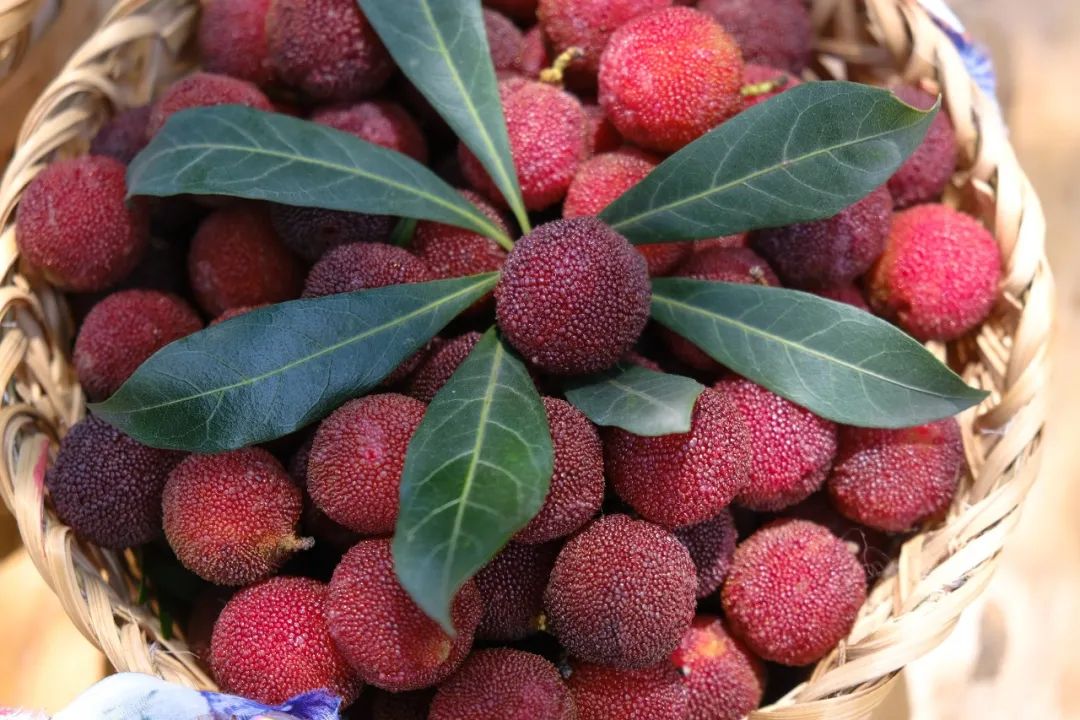 四季苏州|初夏“梅”好相遇,来西山度过酸酸甜甜的一天