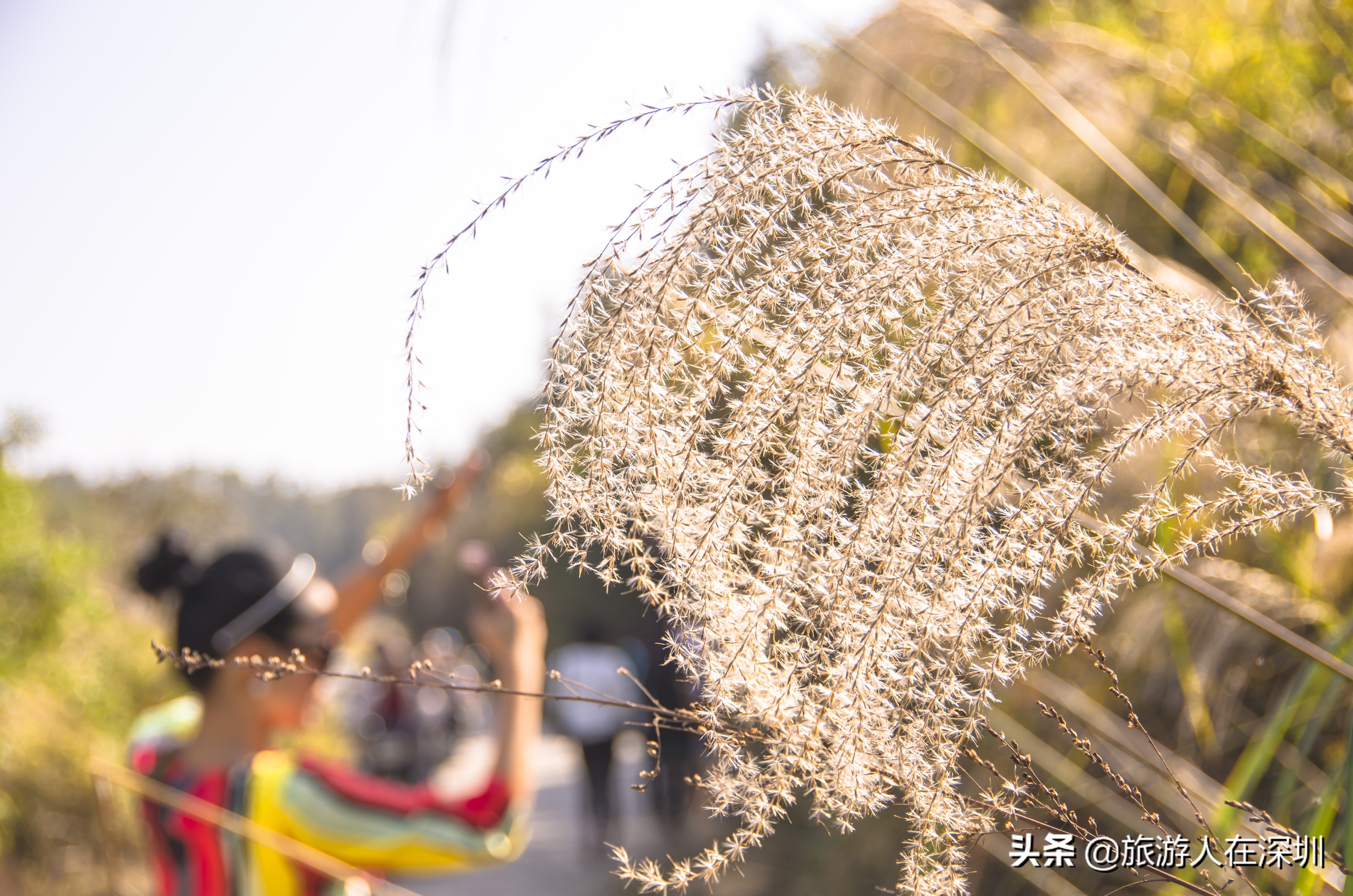 南雄看银杏一日游,去南雄看银杏叶哪里好看点