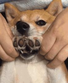 ppt在放映时很慢总是一步步放映,ppt放映中点击鼠标为什么不能翻页