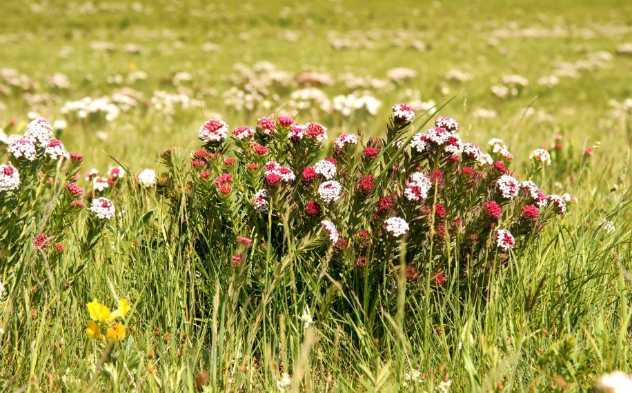 草原上特有的狼毒花,香格里拉狼毒花在哪里