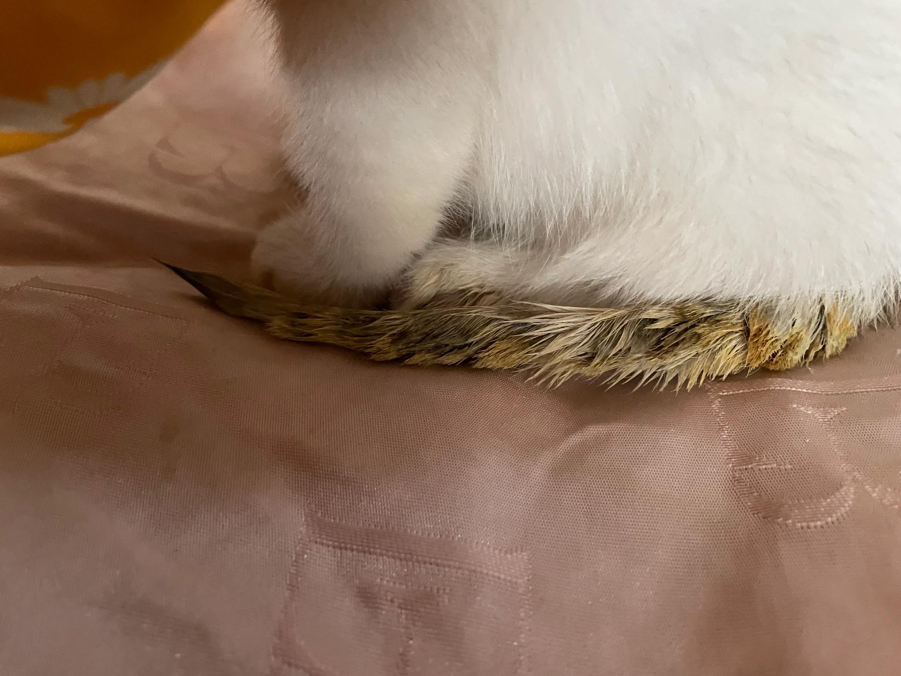 养猫经验猫得了猫癣怎么办,养猫后人得了体癣怎么办