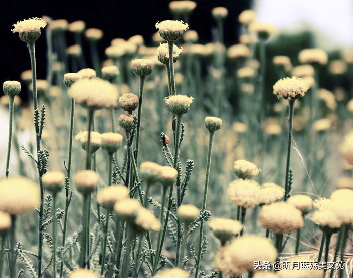 惟愿时光静好余生浅笑安然的图片,惟愿时光静好余生浅笑安然配乐