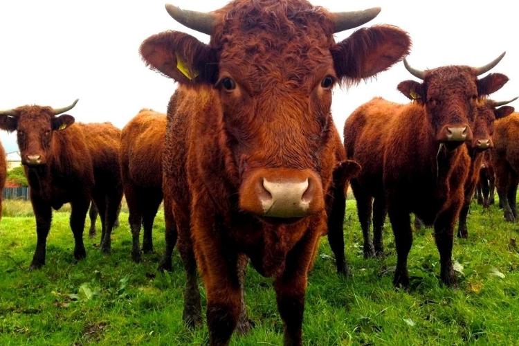 如何喂养牛,养黄牛要喂什么饲料好