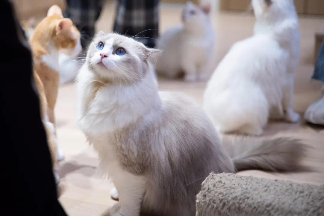 “天”作之合！天工TECHART推出全球首款康泰时G-尼康Z转接环