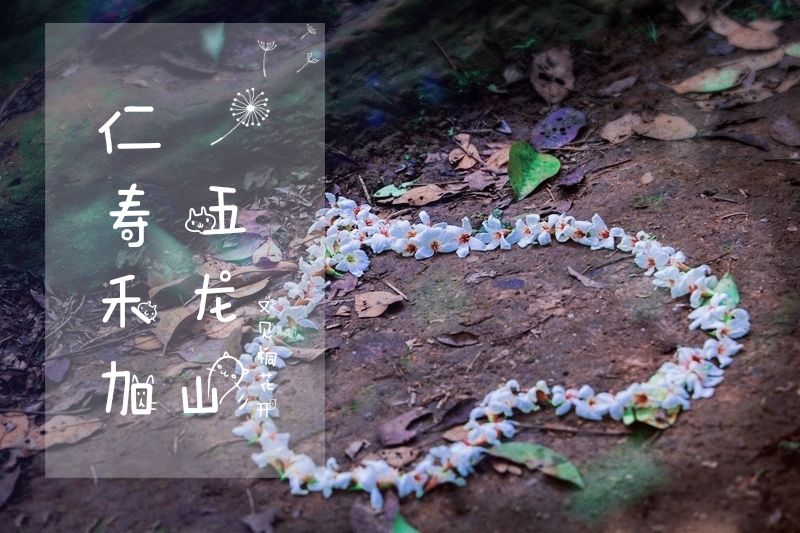 隐世原乡,又见桐花开。