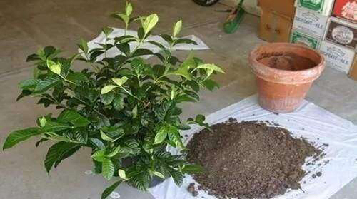 土壤里有虫可以养花吗?一闷,二晒,三消毒,养花赞,长得旺