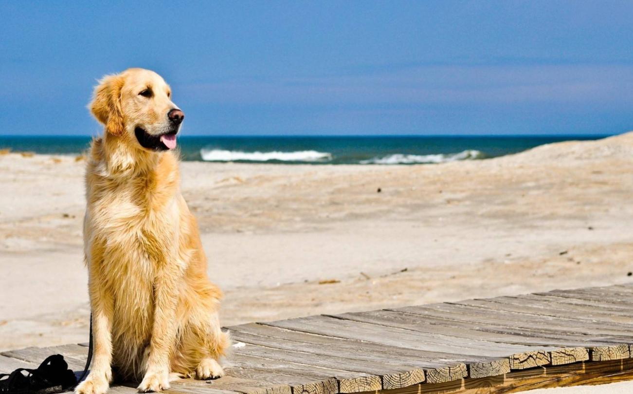 金毛生病怎么办有什么表现,金毛会得抑郁症吗