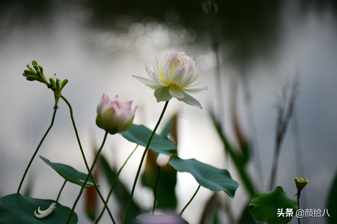 碗莲种藕生长到开花全过程,碗莲种植方法和时间图片