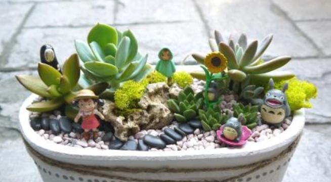 多肉淋雨了怎么处理,多肉夏季淋雨了要怎么处理