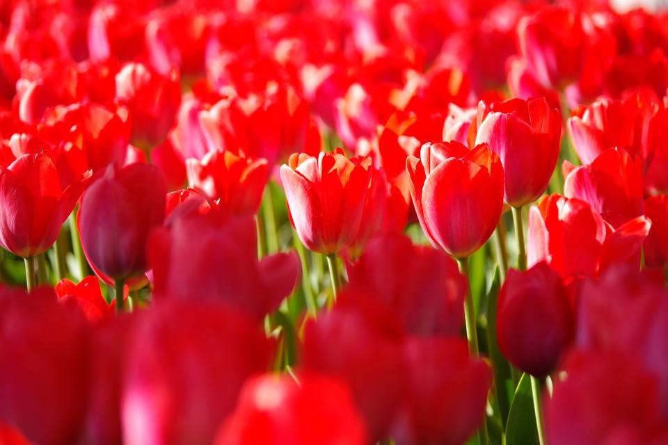 粉色郁金香的花语你是我永远的爱,粉色郁金香花语象征与寓意是什么