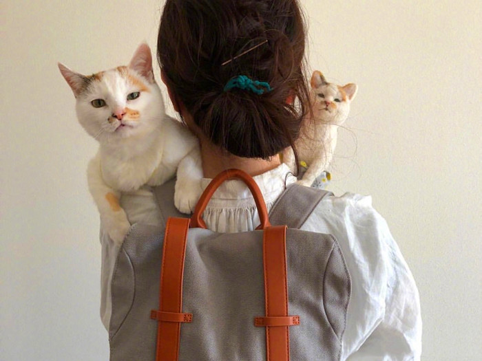 铲屎官救助流浪猫,铲屎官与流浪猫猫的日常