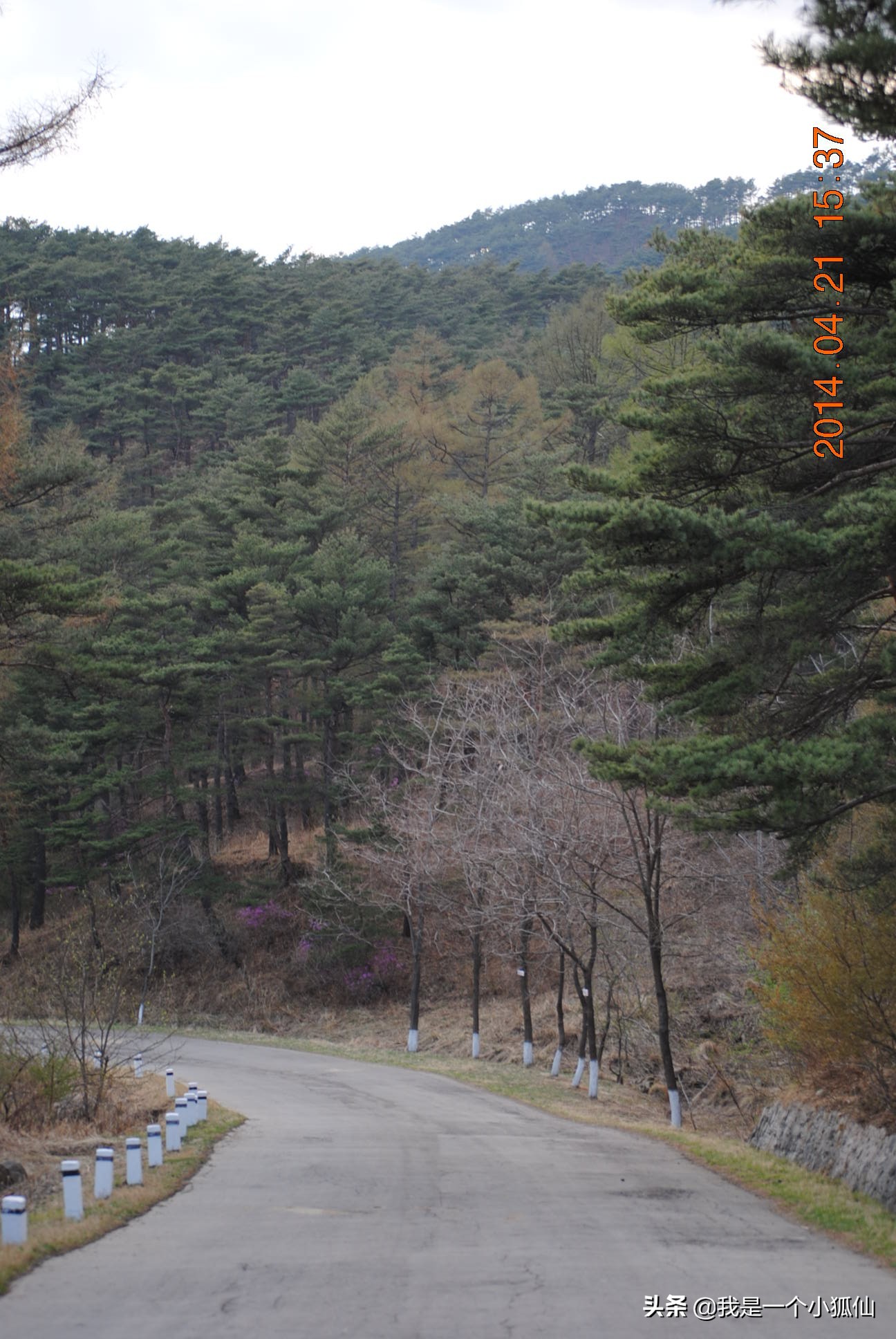 那年，公司将我从非洲安哥拉调到了朝鲜（26、我在朝鲜买海参）