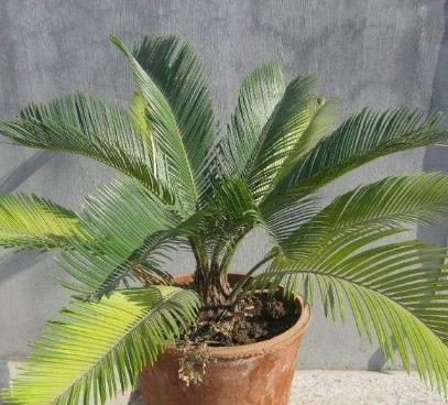 铁树盆栽浇水的正确方法,盆栽铁树怎么养不黄叶