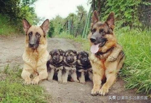 高颜值肌肉奶狗,什么样的小奶狗最可爱