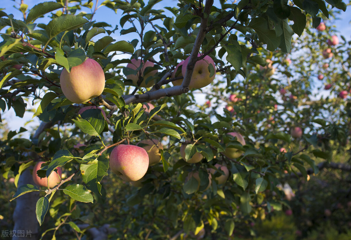 山东苹果和陕西苹果哪个好吃,山西苹果和烟台苹果哪个好吃