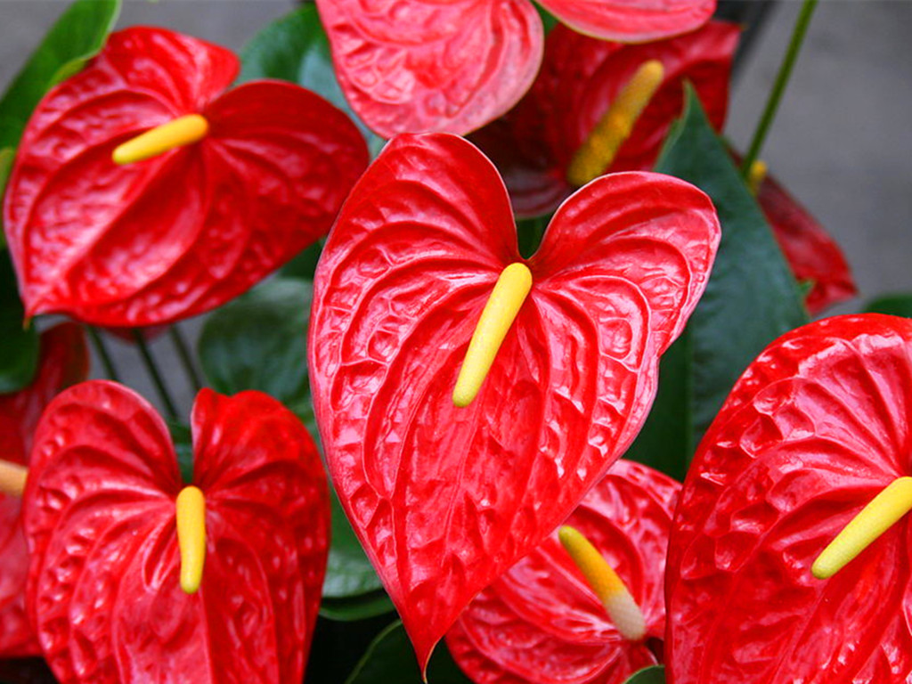 养了好几年的花发现假的,火鹤花好养吗