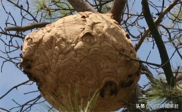 到底有没有四个肾的人,你知道四个肾的人多苦恼吗