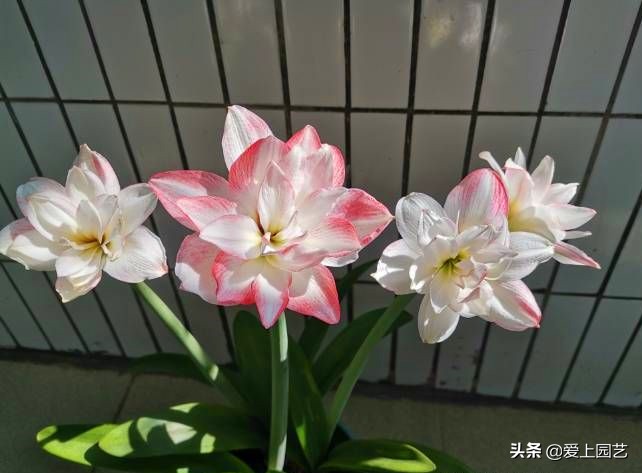 鏈遍《绾㈠井淇＄兢,鏈遍《绾㈢兢