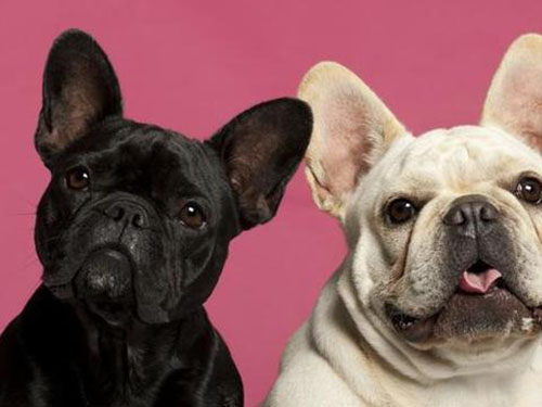 狗狗例假突然不吃饭了没精神,狗狗例假不爱动正常吗