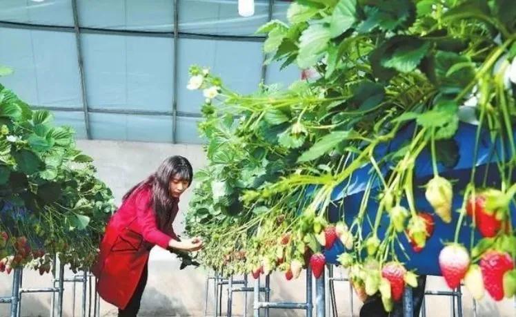 经营家庭农场的10个盈利模式,日本家庭农场经营模式