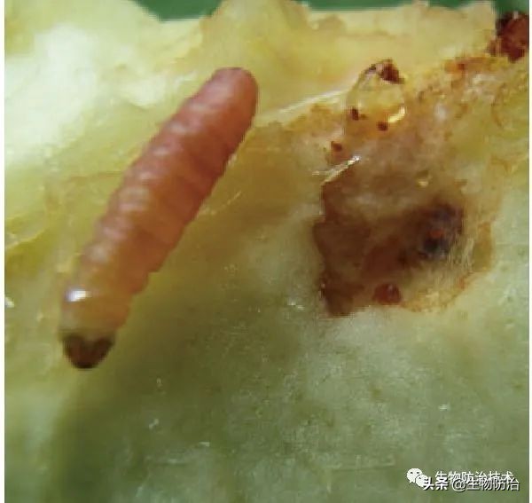 蛀干害虫是钻蛀害虫吗,果树枝干钻蛀害虫图片