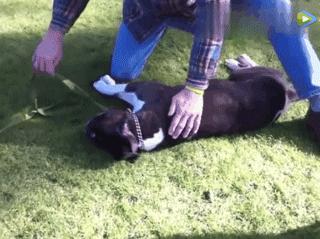 狗狗突然抽搐倒地怎么办,狗狗玩耍时受伤情绪低落