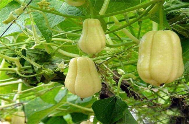 北方种植佛手瓜冬天移栽室内过冬,佛手瓜的冬季保存方法和怎样种植