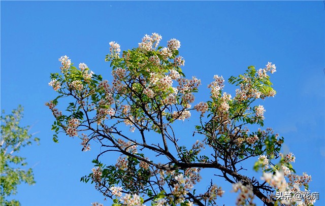 哪里种文冠果最好,文冠果怎么种