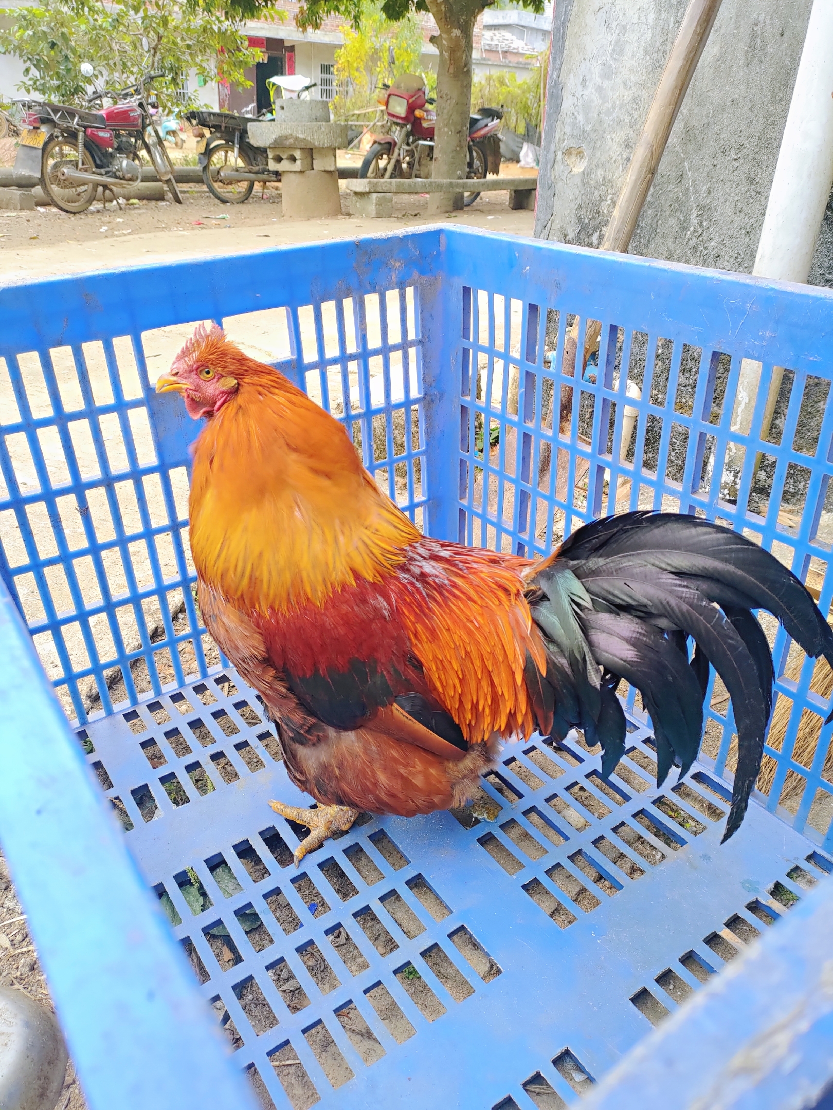 如何辨认老鸡,三年以上正宗老母鸡长什么样