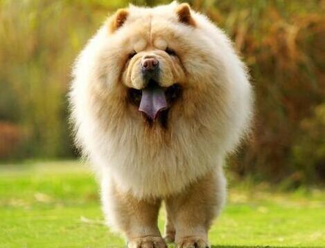 为什么大家不养可卡犬,为什么大家不愿意养宠物