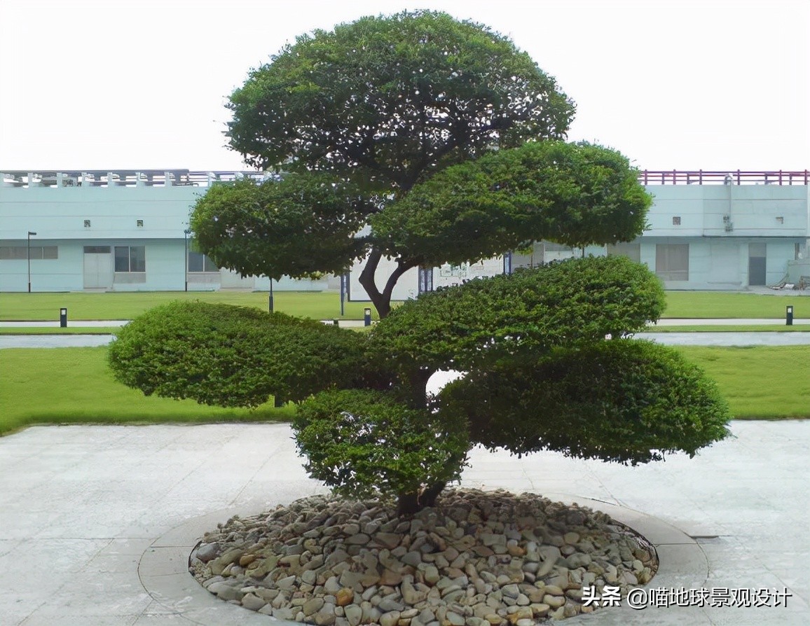 庭院景观设计品种齐全,别墅庭院主景树推荐