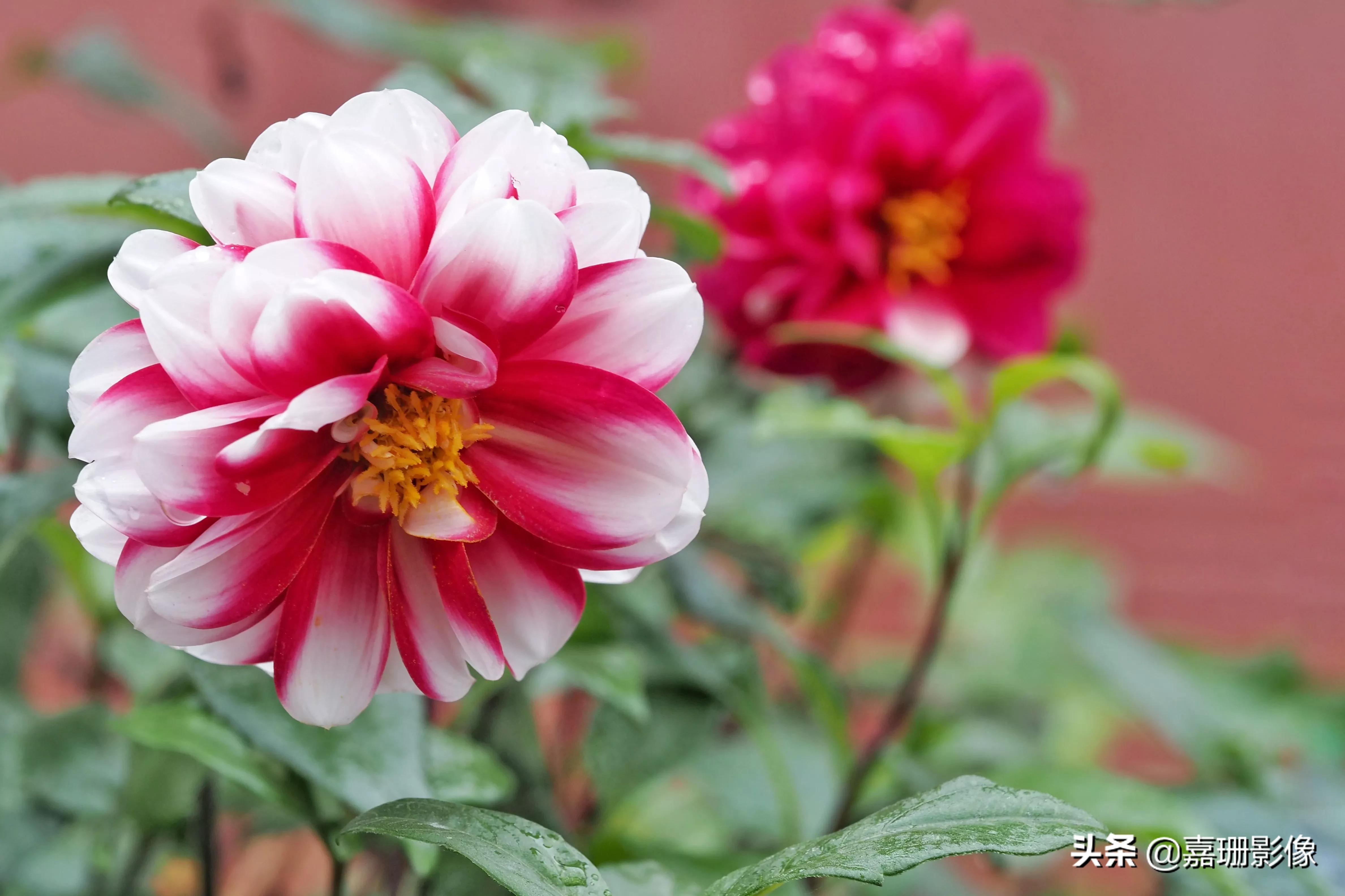 看看花容,听听花语2020年我镜头里的百种花卉