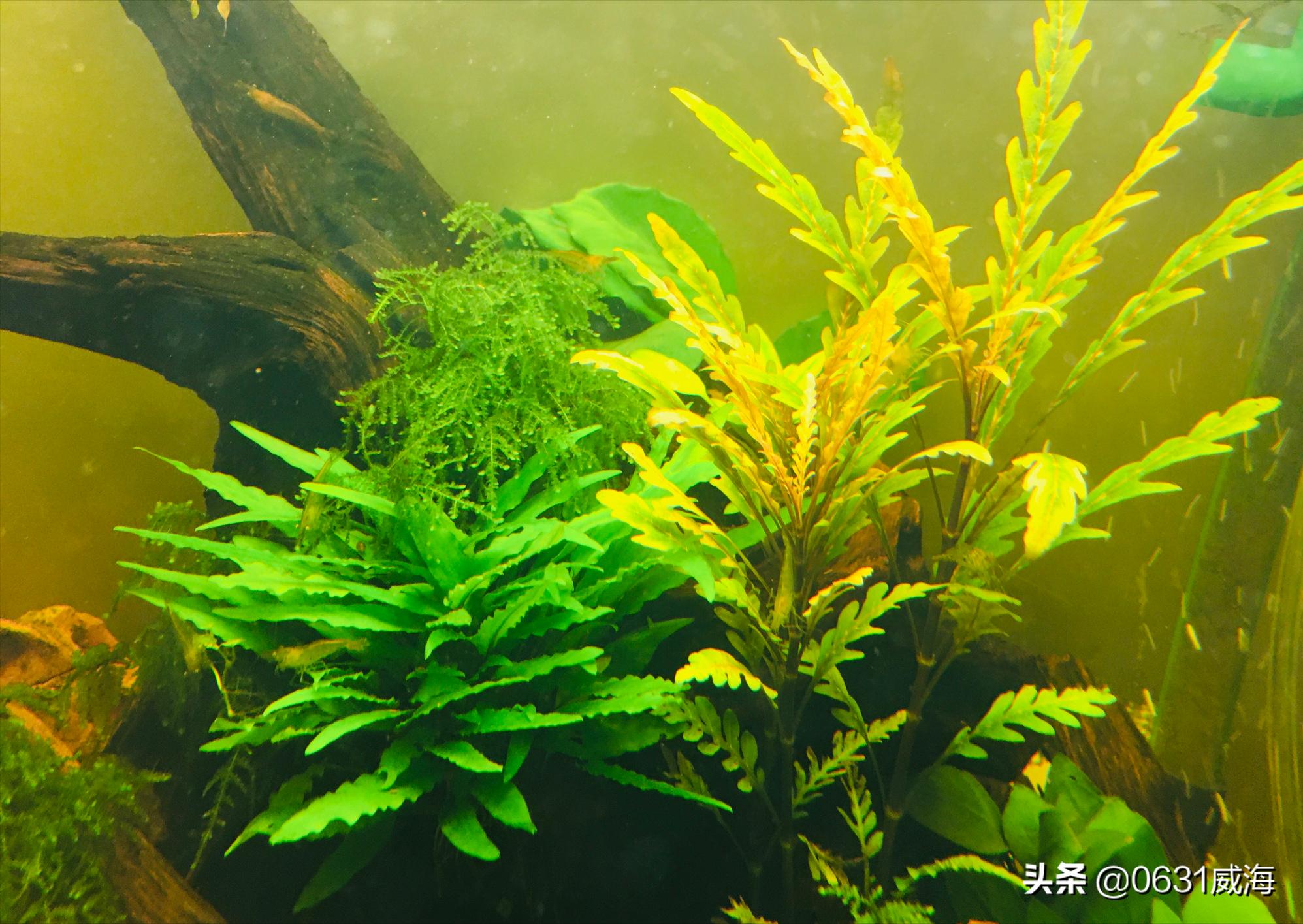 孔雀鱼换水太勤,孔雀鱼换水不当缩尾有救吗