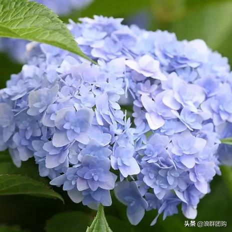 十种好看的绣球,最好看的绣球花视频