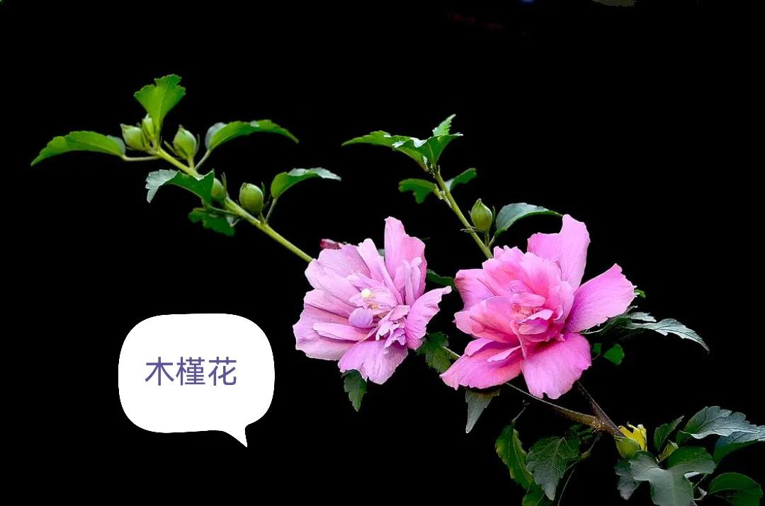 中药古今研究桑寄生,木槿皮与土槿皮区别