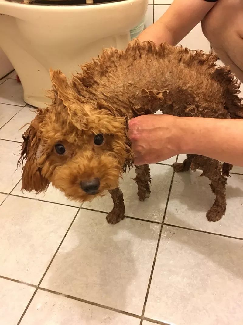 泰迪犬一般多少天洗一次澡,泰迪犬多久洗澡一次
