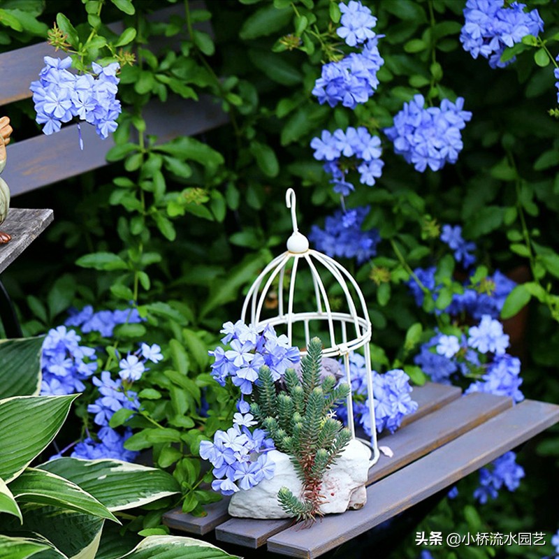 室内养花肥料选择,家庭养花不臭的肥料