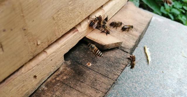 怎么防止蜜蜂起蚁巢,春季蜜蜂为什么爱蜇人