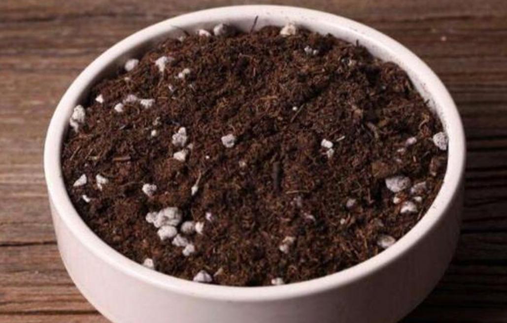 丽格海棠好看不好养?掌握正确的养殖技巧,叶绿花红养得久