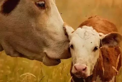 牛肚胀拉稀怎么快速解决,牛肚胀吃小苏打可以吗