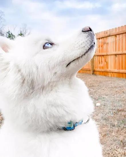 一只经常被误认为萨摩的哈士奇,没想到它居然长这样,太沙雕了