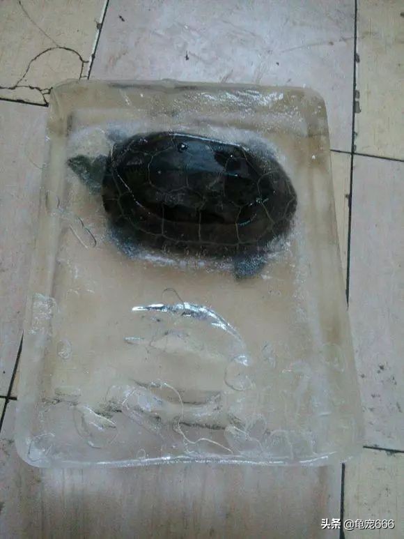 龟被冻成冰块,龟怎样处理