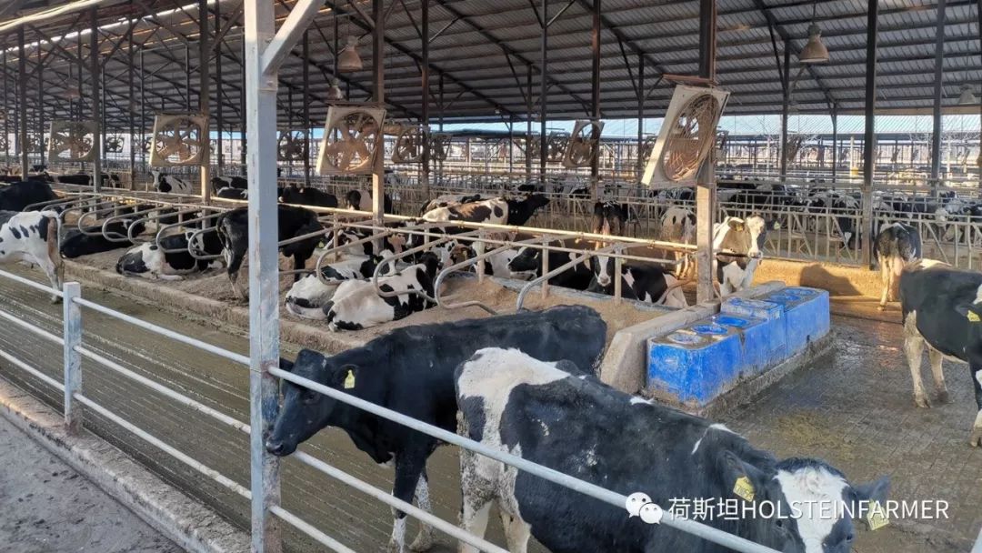 山东奶厂现状怎么样,乳企盈利牧场亏损