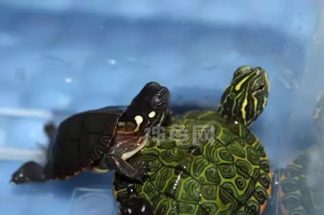 龟苗老是死是什么原因,龟苗死亡