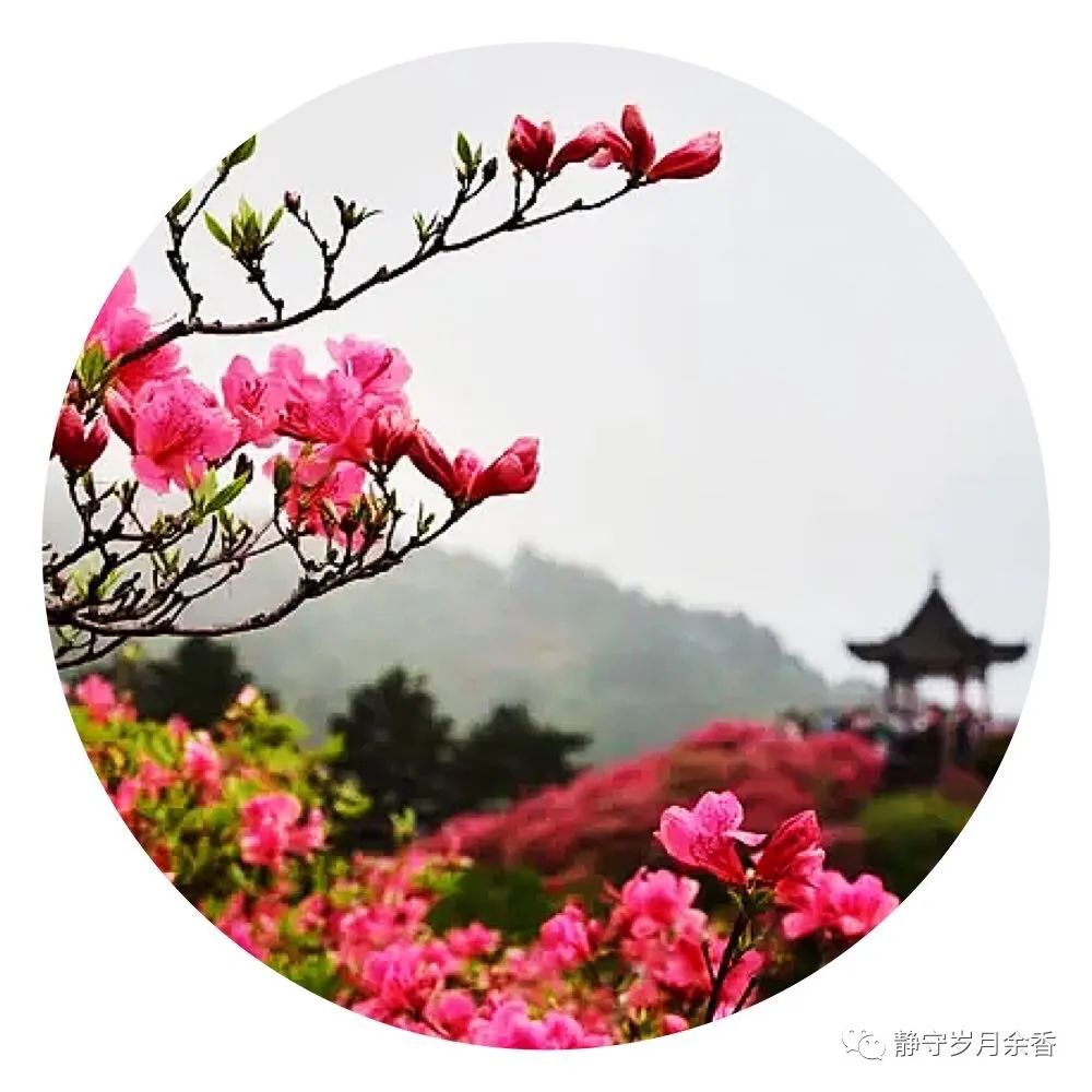 情满龟峰·诗涌花海