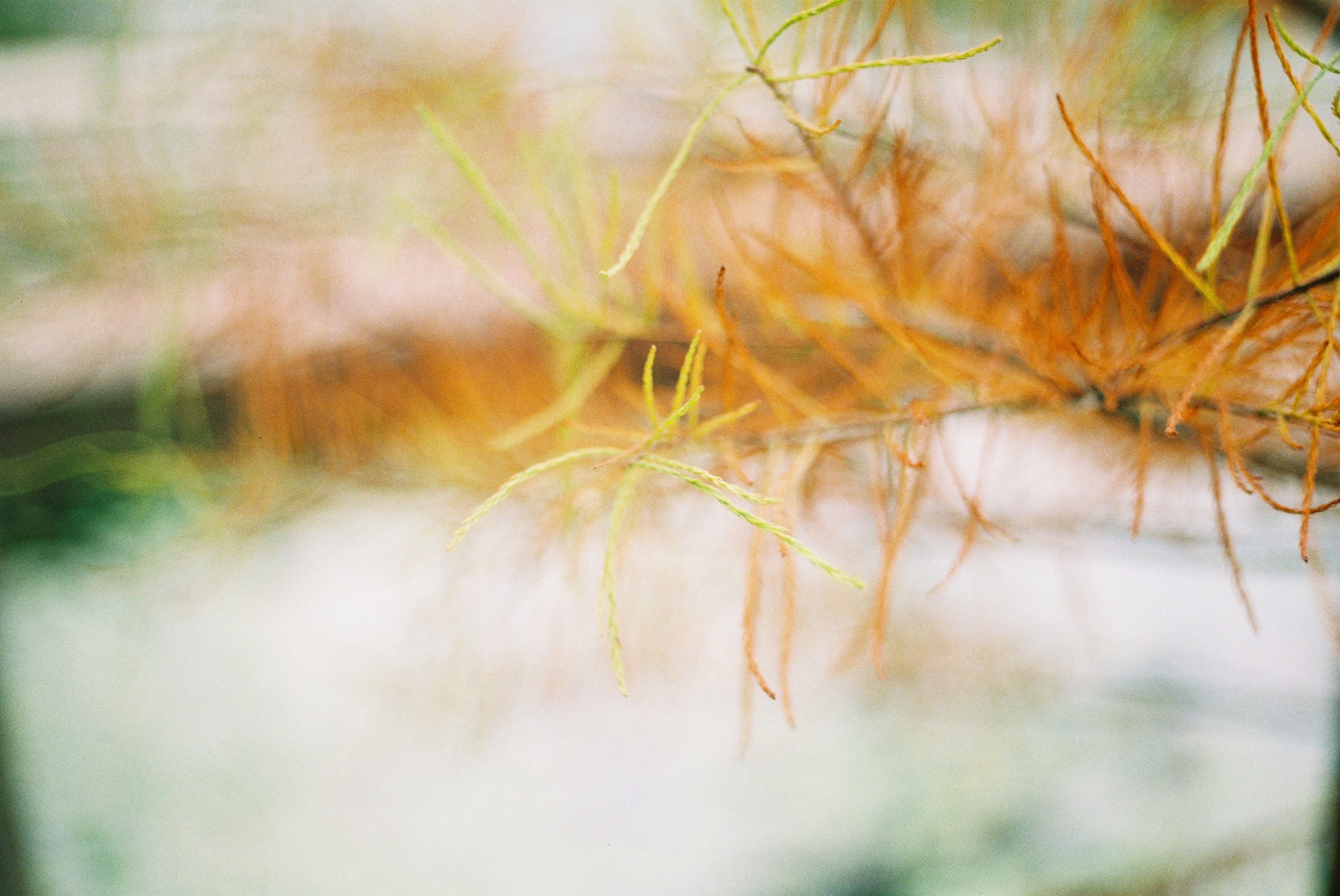 胶片拍出来不晒是什么样子的,日系胶片拍摄过程