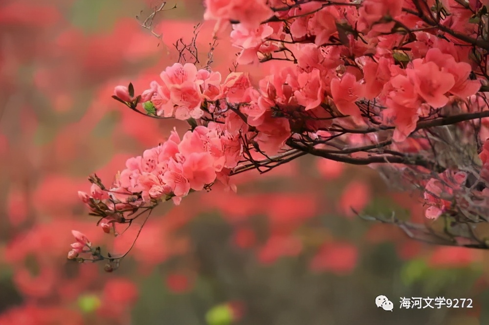 圣井山杜鹃花海,圣井山杜鹃花有多少亩