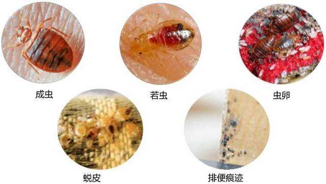 宝龙在比亚迪中的地位,宝龙比亚迪宿舍有臭虫怎么办